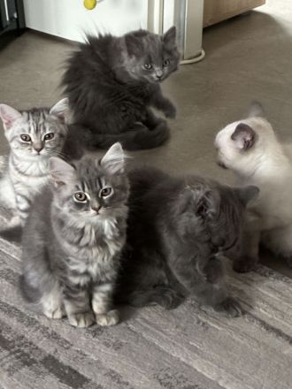 Kitten BKH/BLH