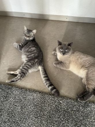 Kitten BKH/BLH