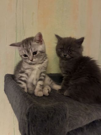 Kitten BKH/BLH