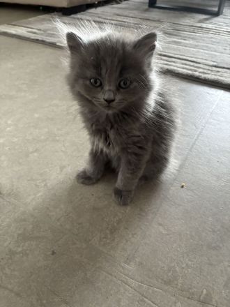 Kitten BKH/BLH
