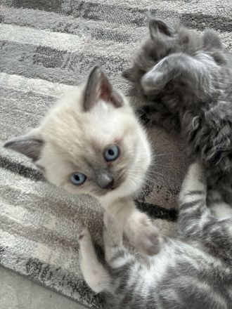 Kitten BKH/BLH