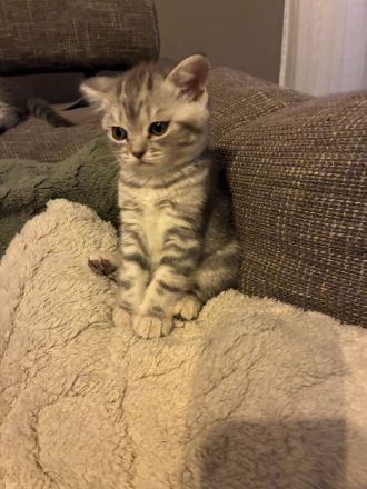 Kitten BKH/BLH