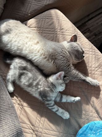 Kitten BKH/BLH