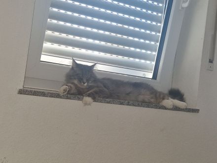 Hübscher Maine Coon Kater 2 jahre alt sucht liebevolles Zuhause