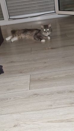 Hübscher Maine Coon Kater 2 jahre alt sucht liebevolles Zuhause