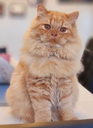 Britisch Langhaar Katze Rot mit Stammbaum