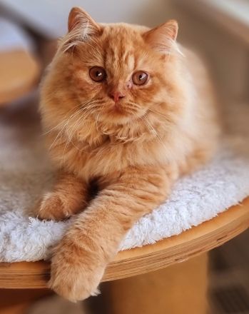 Britisch Langhaar Katze Rot mit Stammbaum