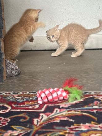 Unsere kleinen Maine-Coon-Schätze suchen ihr Für-immer-Zuhause