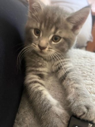 Unsere kleinen Maine-Coon-Schätze suchen ihr Für-immer-Zuhause