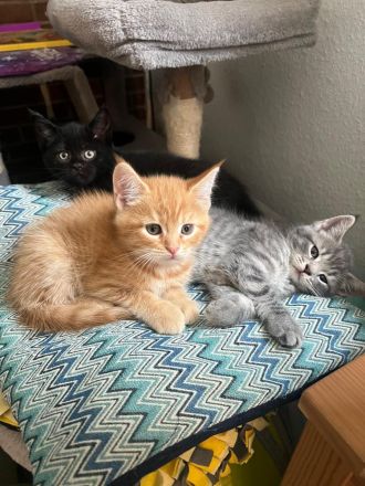 Unsere kleinen Maine-Coon-Schätze suchen ihr Für-immer-Zuhause