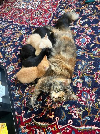 Unsere kleinen Maine-Coon-Schätze suchen ihr Für-immer-Zuhause