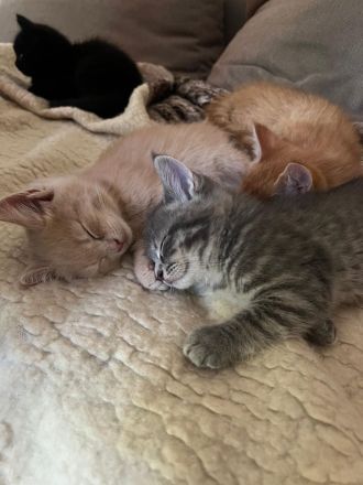 Unsere kleinen Maine-Coon-Schätze suchen ihr Für-immer-Zuhause