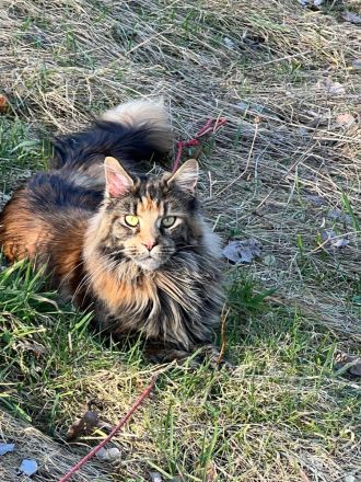 Unsere kleinen Maine-Coon-Schätze suchen ihr Für-immer-Zuhause