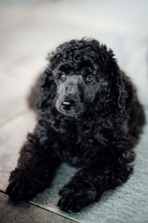 Gray Middle poodle