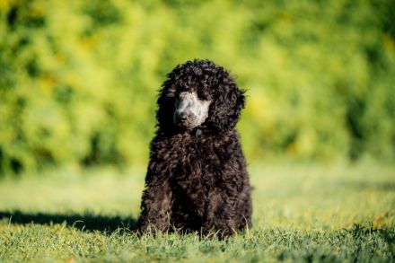 Gray Middle poodle