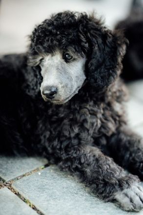 Gray Middle poodle