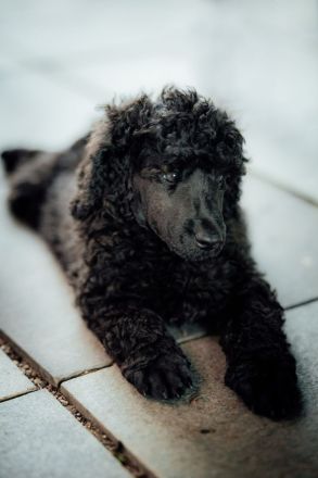 Gray Middle poodle