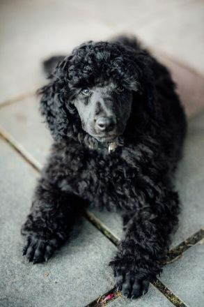 Gray Middle poodle