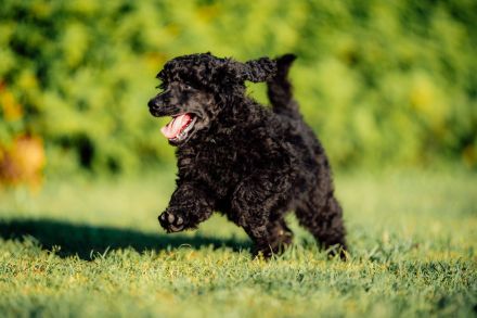 Gray Middle poodle