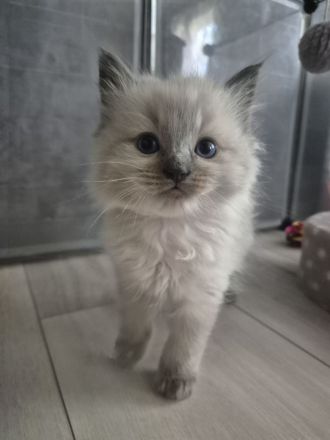 Zauberhafte Ragdoll-Kitten suchen ihr Traumschloss!
