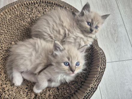 Zauberhafte Ragdoll-Kitten suchen ihr Traumschloss!