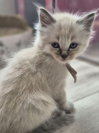 Zauberhafte Ragdoll-Kitten suchen ihr Traumschloss!
