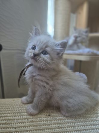 Zauberhafte Ragdoll-Kitten suchen ihr Traumschloss!