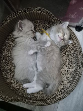 Zauberhafte Ragdoll-Kitten suchen ihr Traumschloss!