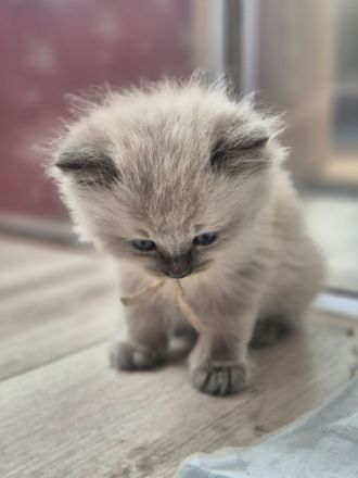 Zauberhafte Ragdoll-Kitten suchen ihr Traumschloss!