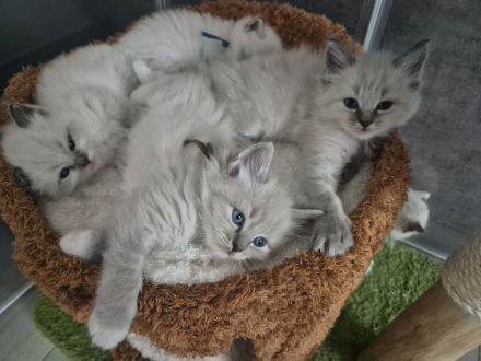 Zauberhafte Ragdoll-Kitten suchen ihr Traumschloss!