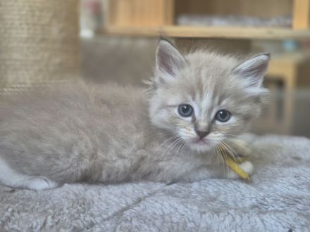 Zauberhafte Ragdoll-Kitten suchen ihr Traumschloss!