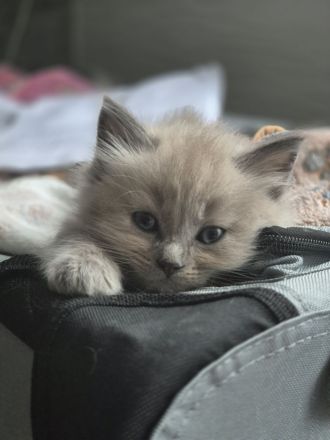 Zauberhafte Ragdoll-Kitten suchen ihr Traumschloss!