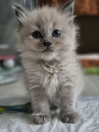 Zauberhafte Ragdoll-Kitten suchen ihr Traumschloss!