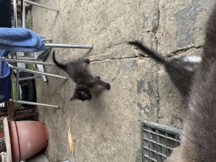 Kartäuser Mix Kitten