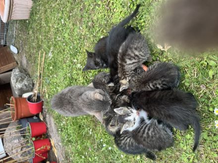 Kartäuser Mix Kitten