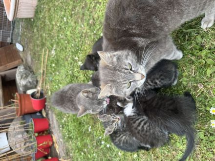 Kartäuser Mix Kitten