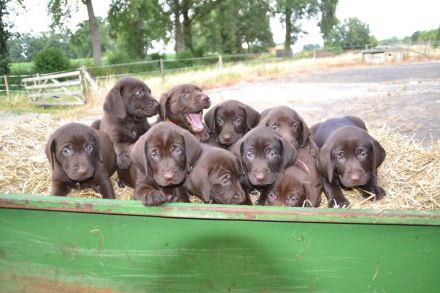 Deutsch-Drahthaar × Labrador Welpen – liebevolle Familienhunde 🐾