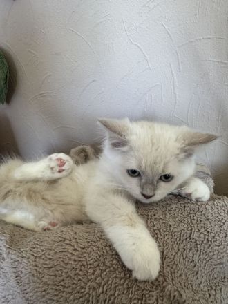 Ragdoll Cherubim Kitten mit Stammbaum