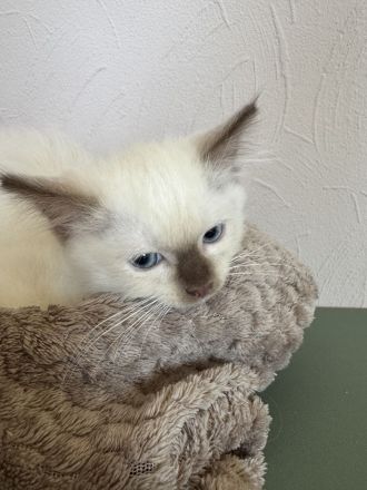 Ragdoll Cherubim Kitten mit Stammbaum