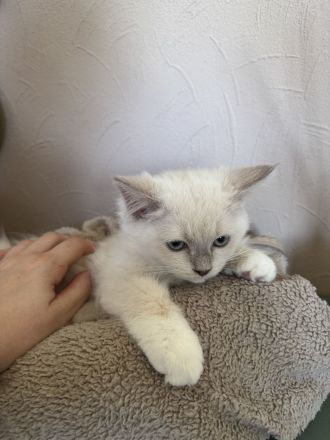 Ragdoll Cherubim Kitten mit Stammbaum