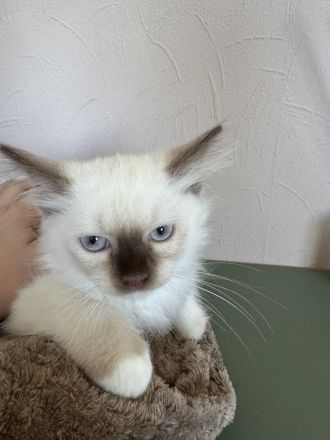 Ragdoll Cherubim Kitten mit Stammbaum