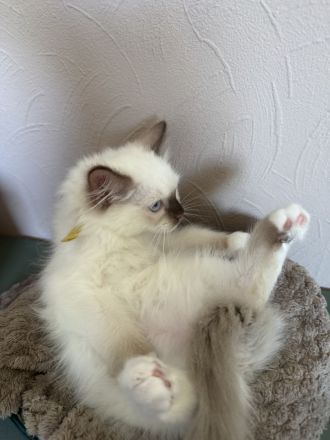 Ragdoll Cherubim Kitten mit Stammbaum