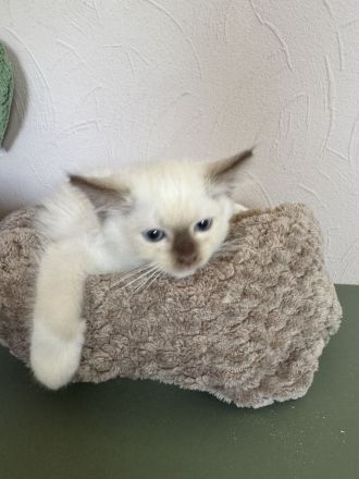 Ragdoll Cherubim Kitten mit Stammbaum