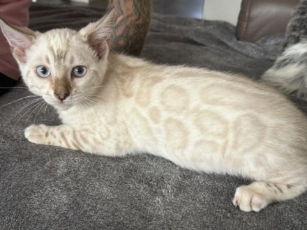 Bengal kitten 13 Wochen ( Bringen Möglich) mit Stammbaum