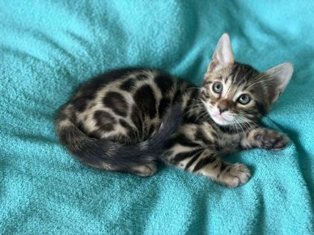 Bengal kitten mit Stammbaum
