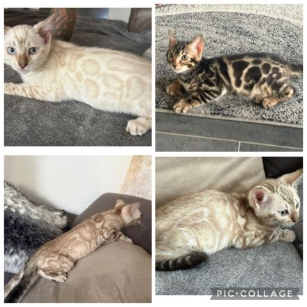 Bengal kitten 13 Wochen ( Bringen Möglich) mit Stammbaum