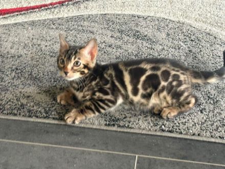 Bengal kitten 13 Wochen ( Bringen Möglich) mit Stammbaum