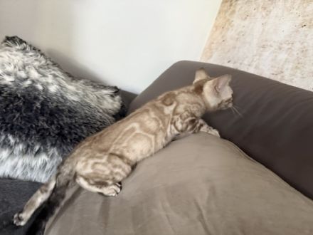 Bengal kitten 13 Wochen ( Bringen Möglich) mit Stammbaum