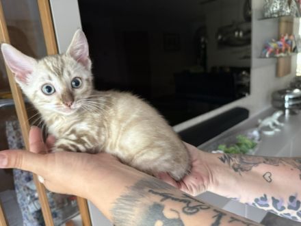 Bengal kitten mit Stammbaum