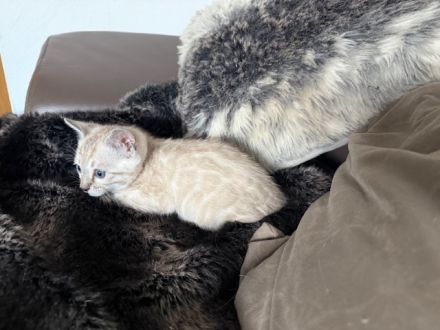 Bengal kitten mit Stammbaum